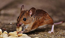 24 Hour & Emergency Exterminators in Deer Isle, ME